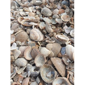 Sea-shells multš 20 kg